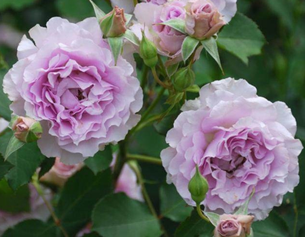 薰衣草女神 薰衣草女神