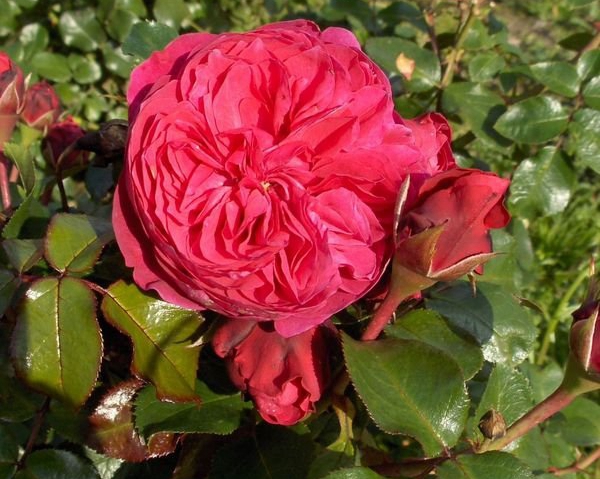 長景園林紅色達(dá)芬奇照片