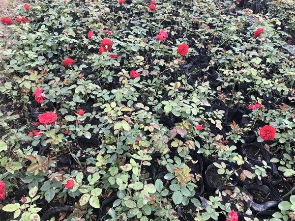 長景園林紅色達(dá)芬奇照片