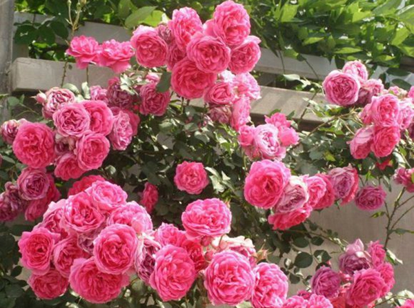 長景園林歐月基地