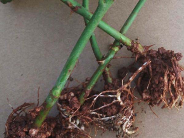 切花月季小苗 切花月季小苗