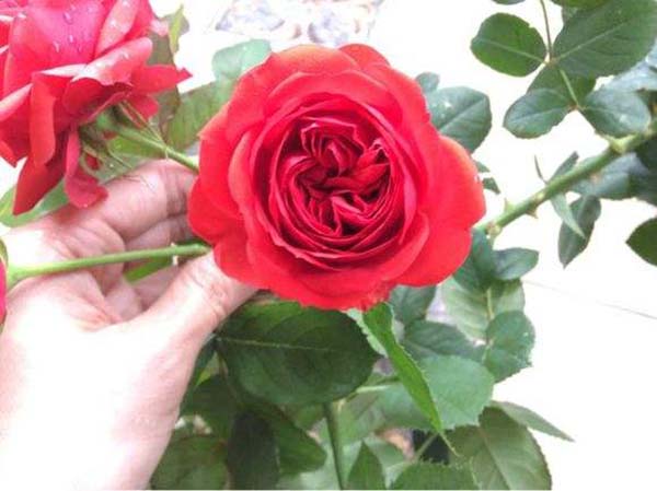 紅蘋果月季花苗 紅蘋果月季花苗