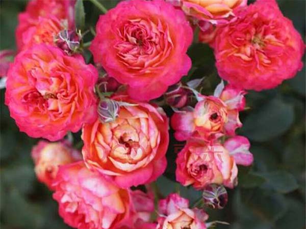 藤本月季浪漫寶貝藤寶貝 藤本月季浪漫寶貝藤寶貝