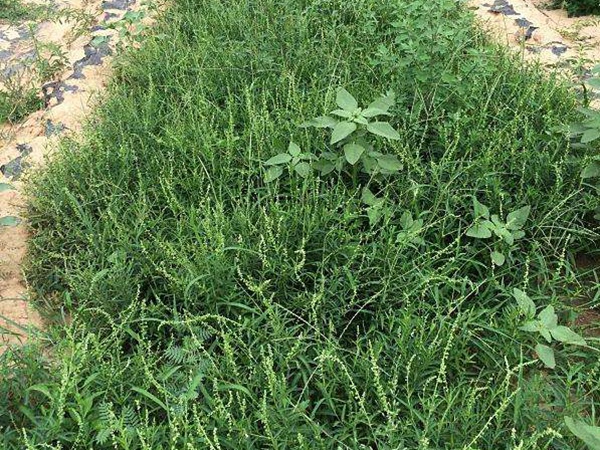 珍珠透骨草種子多少錢(qián)一斤,珍珠透骨草種子批發(fā)價(jià)格