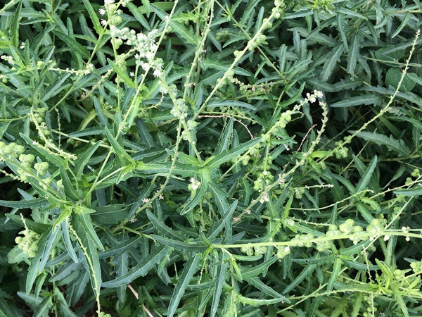 珍珠透骨草種子多少錢(qián)一斤,珍珠透骨草種子批發(fā)價(jià)格