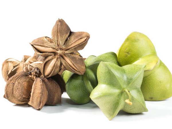 印加果種子多少錢一斤,印加果種子批發價格