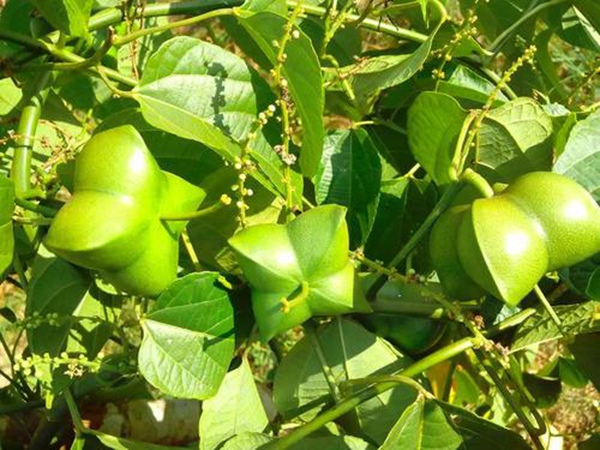 印加果種子多少錢一斤,印加果種子批發價格