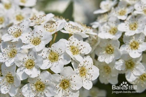 繡線菊怎么養護最合適呢？