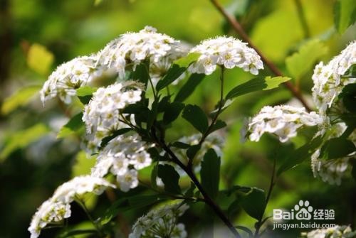 繡線菊怎么養護最合適呢？