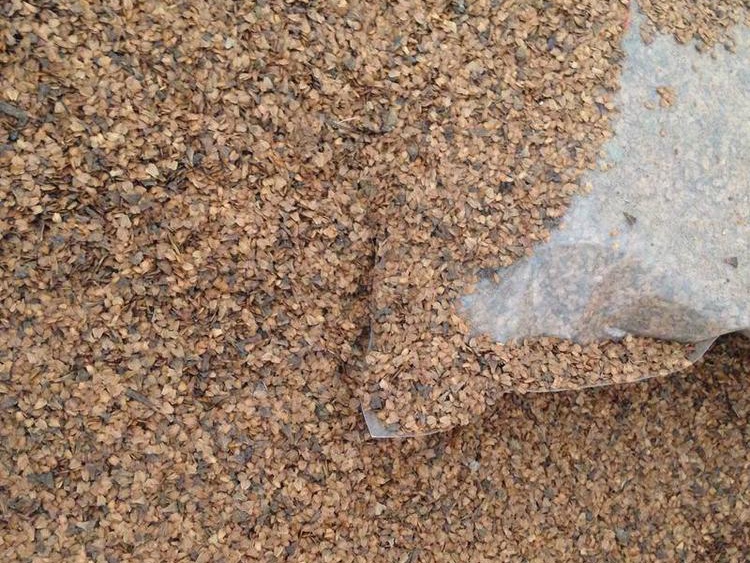 杞木種子 杞木種子