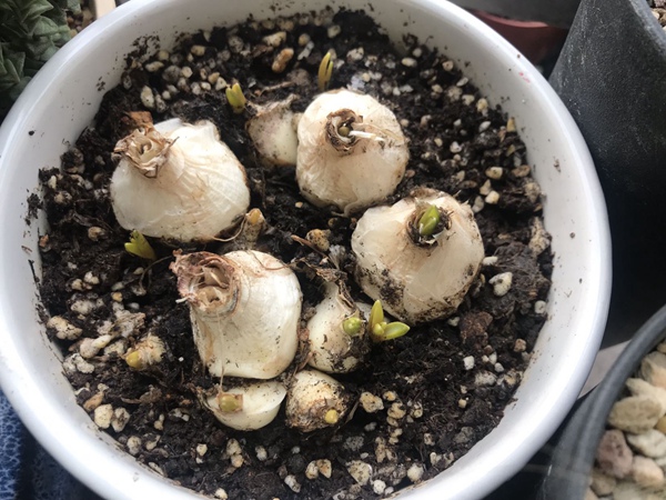 葡萄風(fēng)信子