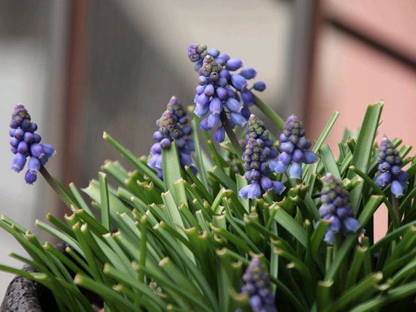 葡萄風(fēng)信子