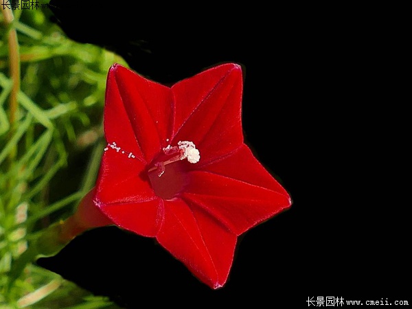 羽葉鶯蘿 羽葉鶯蘿