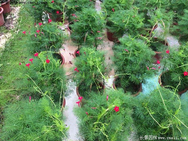 羽葉鶯蘿 羽葉鶯蘿