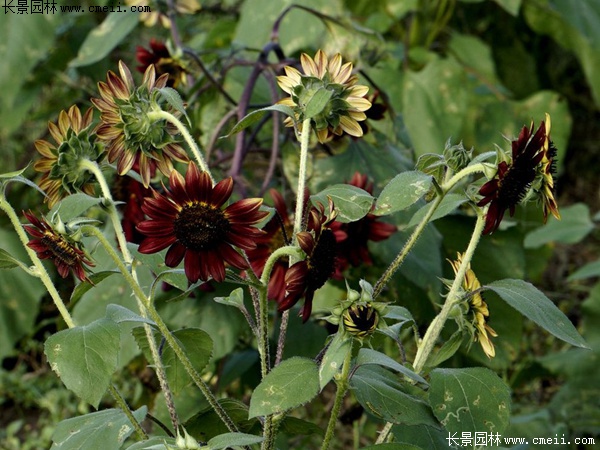 多頭向日葵 多頭向日葵