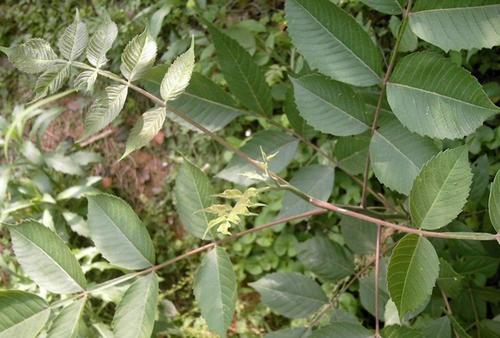 1586177756811019.jpg 1586177756811019.jpg