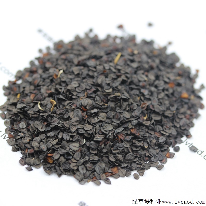 常夏石竹 常夏石竹