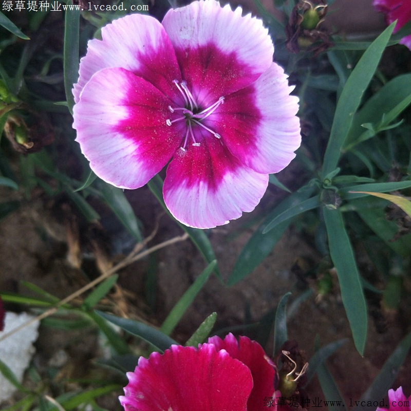 常夏石竹 常夏石竹