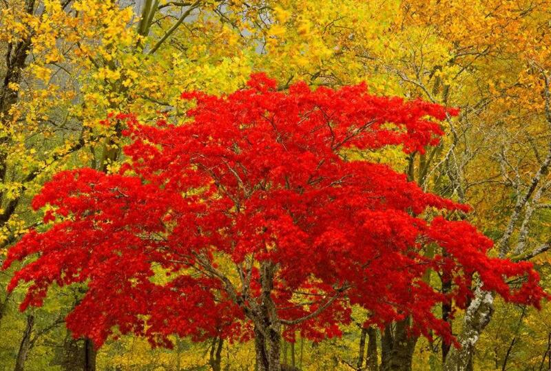 紅楓樹(shù)6.jpg