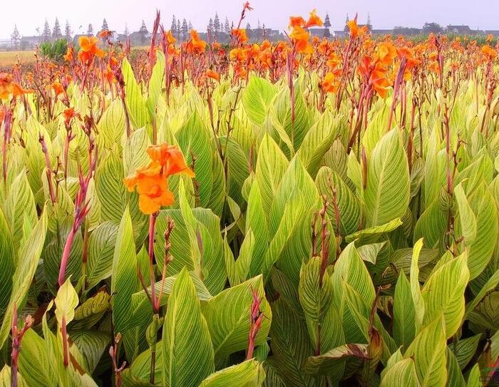 1649043346563858.jpg 1649043346563858.jpg