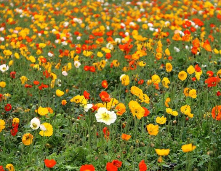 1649043421563318.jpg 1649043421563318.jpg