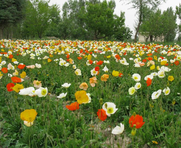 1649043421758962.jpg 1649043421758962.jpg