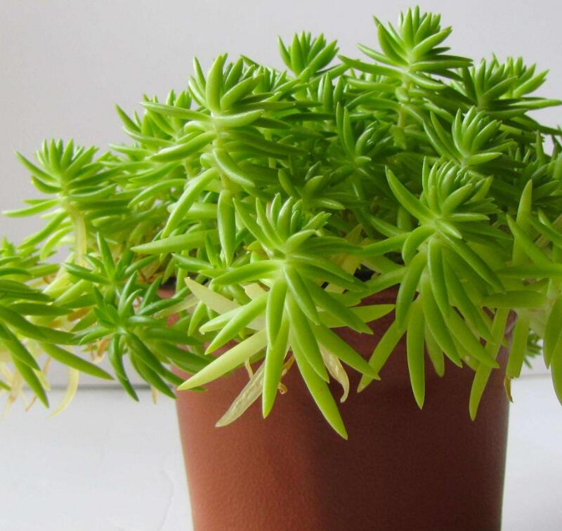 1649660804330849.jpg 佛甲草托盤6.jpg