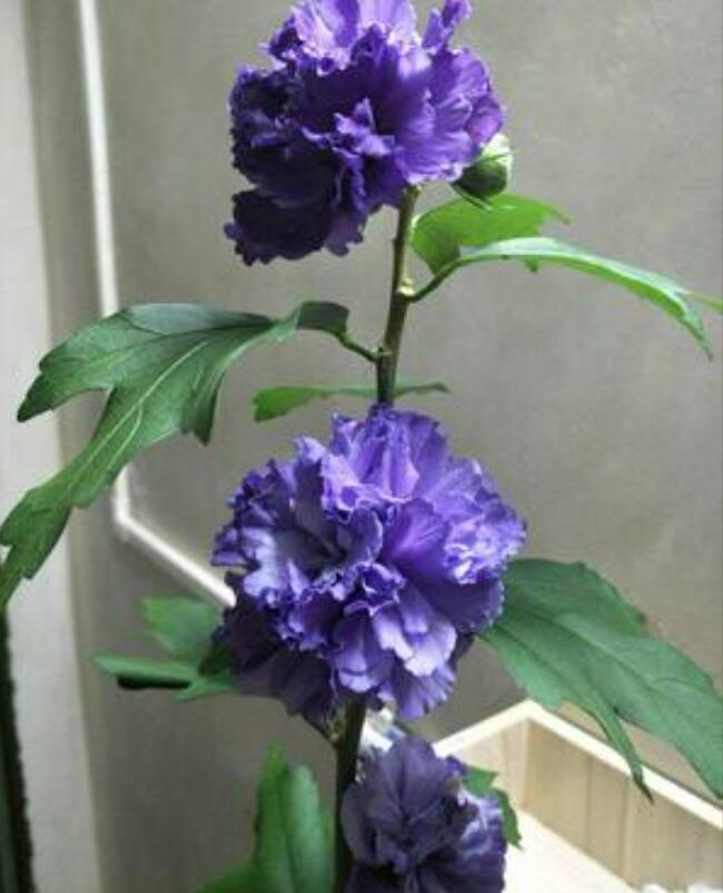 1650626566339152.jpg 1650626566339152.jpg