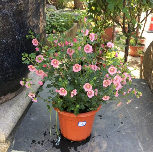 1650627325834312.jpg 1650627325834312.jpg