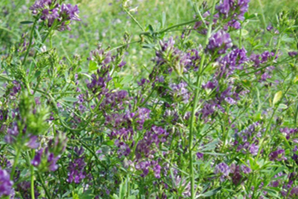 1651543773179878.jpg 1651543773179878.jpg