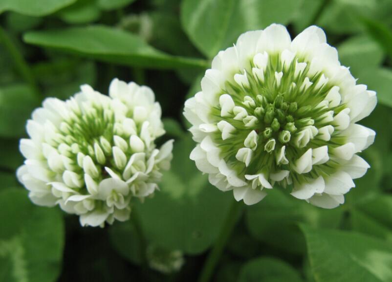 1652243250615490.jpg 1652243250615490.jpg