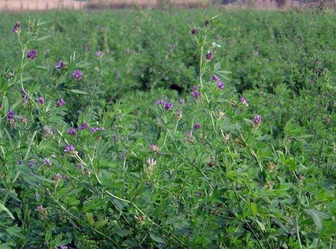 1653144177575354.jpg 1653144177575354.jpg