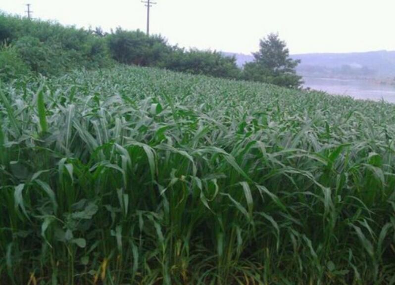 1653145222878650.jpg 1653145222878650.jpg