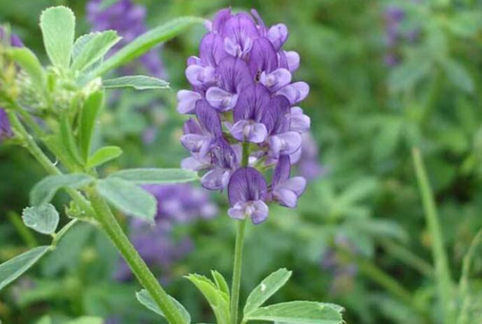 1653145299767890.jpg 1653145299767890.jpg