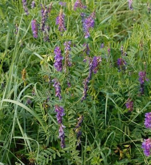 1653145432252547.jpg 1653145432252547.jpg