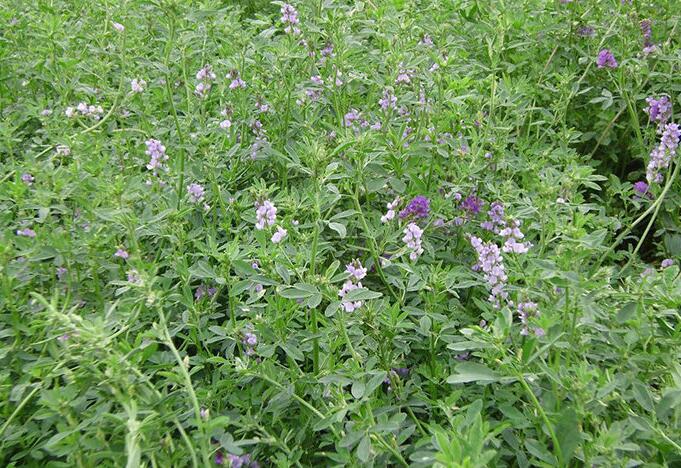 1653800506941847.jpg 1653800506941847.jpg