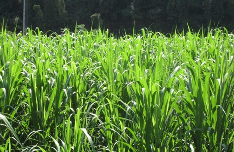 1654494330903964.jpg 1654494330903964.jpg