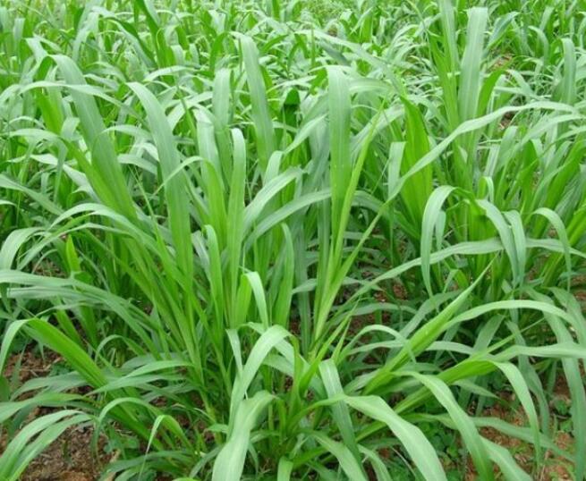 1654494866515770.jpg 1654494866515770.jpg