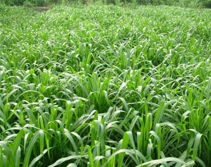 1654496591995232.jpg 1654496591995232.jpg