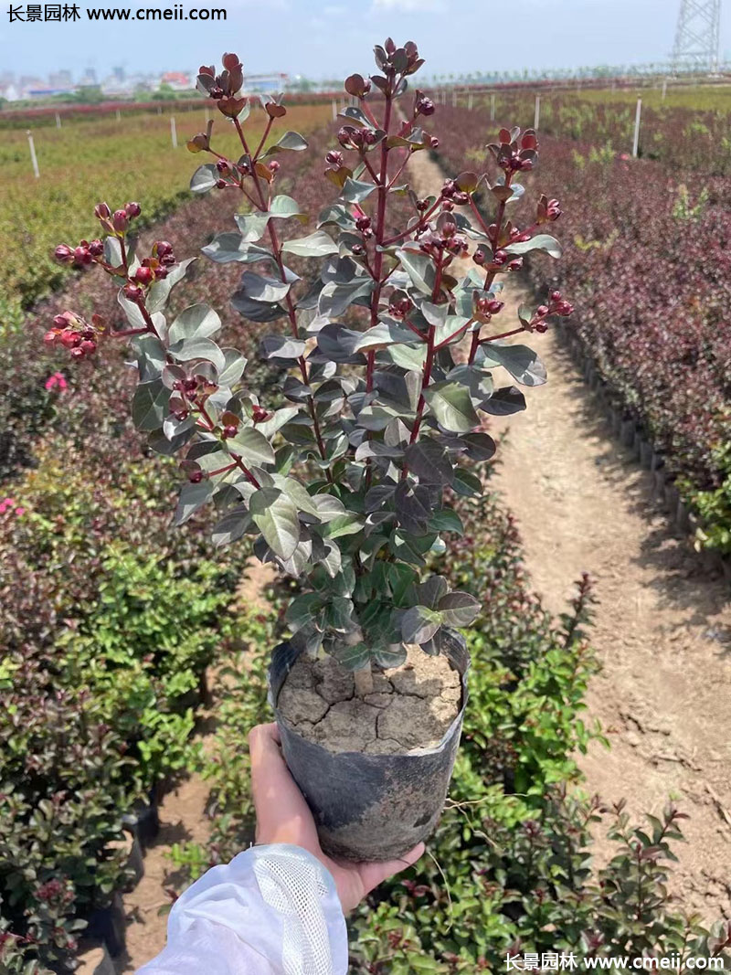 長景園林矮紫薇 長景園林矮紫薇