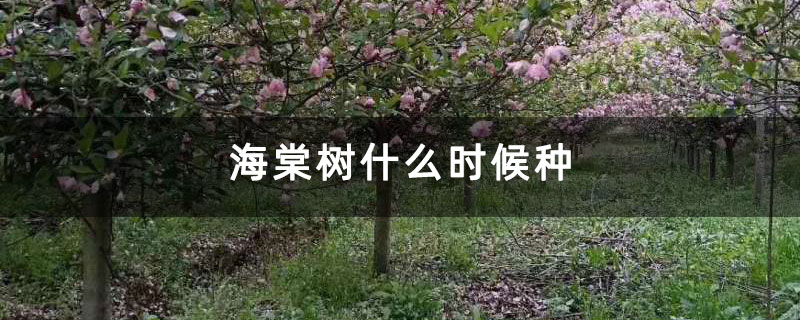 海棠樹什么時(shí)候種