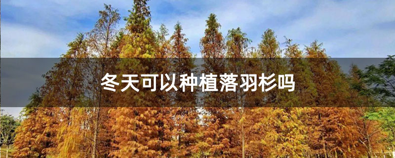 冬天可以種植落羽杉嗎