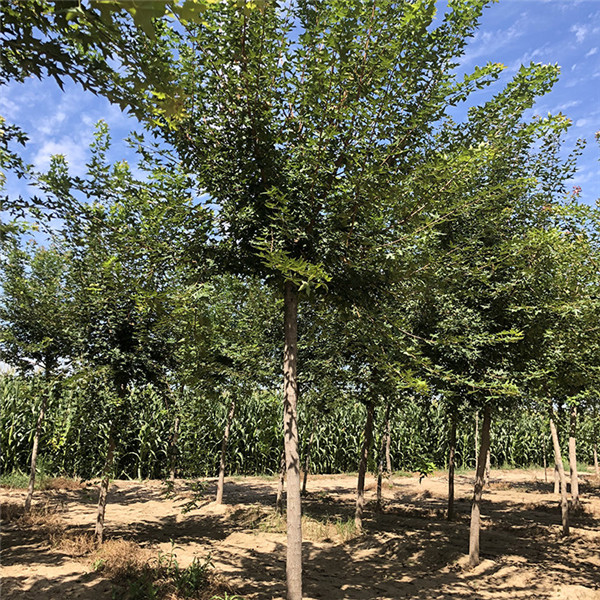 江蘇大型五角楓基地實拍圖