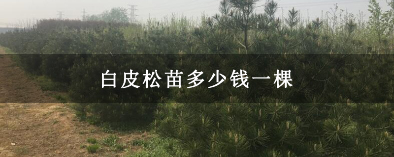 白皮松苗多少錢一棵