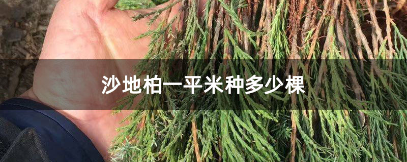 沙地柏一平米種多少棵