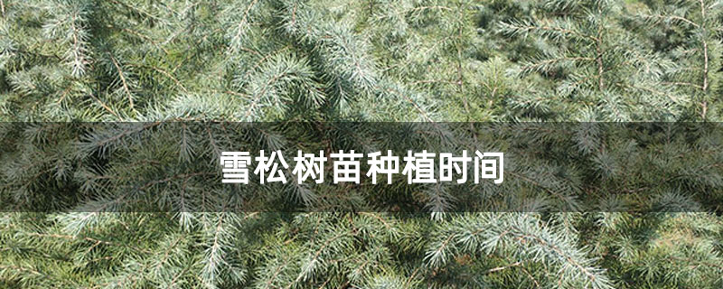 雪松樹苗種植時間