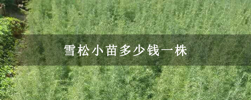 雪松小苗多少錢一株