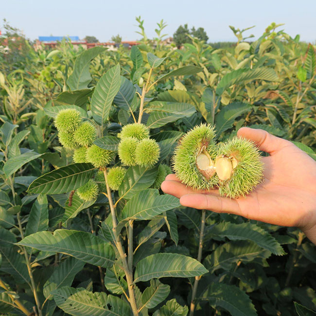 板栗苗多少錢一棵?板栗苗哪個品種最好? 板栗苗多少錢一棵?板栗苗哪個品種最好?
