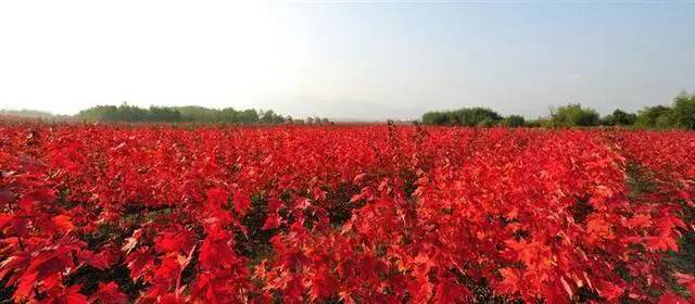 1675292002386194.jpg 三季紅.jpg