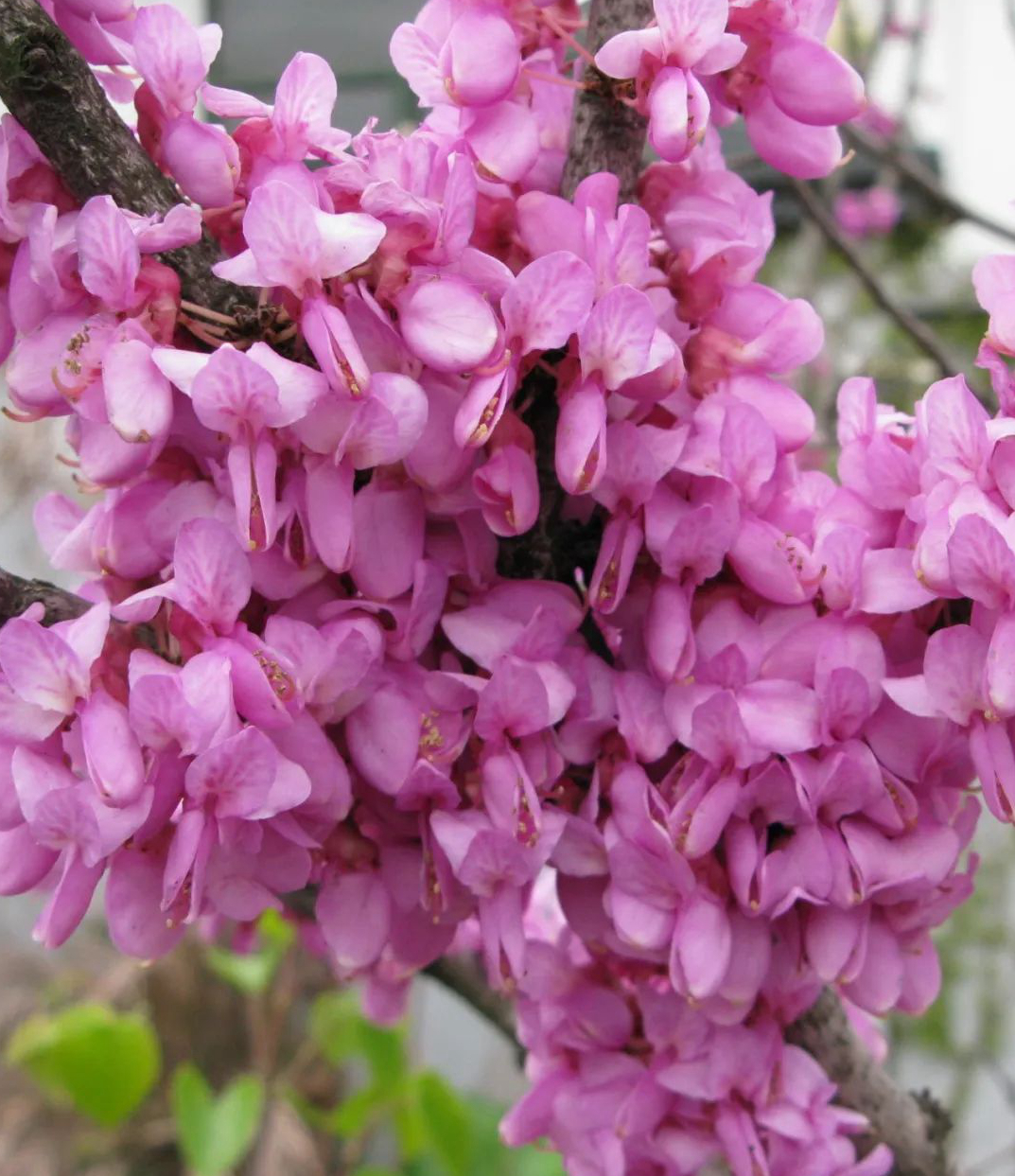 1675479063243237.jpg 微信圖片_20230201051056.jpg